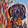 Cane Corso Puppy